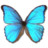 Morpho Godarti